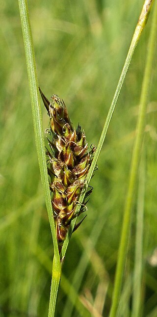 <i>Carex lasiocarpa</i> Species of grass-like plant