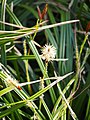 Carex morrowii 'Green Dance', Turzyca Morrowa 'Green Dance', 2017-04-09