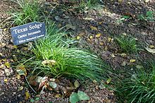 Carex texensis - Zilker ботаникалық бағы - Остин, Техас - DSC08932.jpg