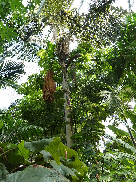 Caryota rumphiana