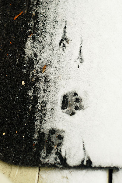 File:Cat and bird tracks in Seattle snow 2008.jpg