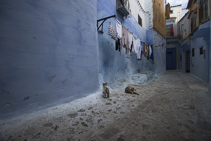 File:Cats on the street in the city of Chefchaouen 343434.jpg