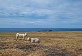 Image 789Cattle along the PR05 SMA hiking trail, Santa Maria, Azores, Portugal