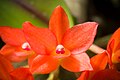 Cattleya cernua