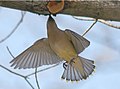 Cedar Waxwing eating sap