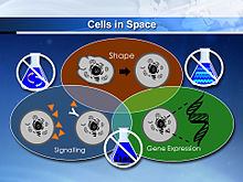 Several conditions of cells can change due to the effects of short-term and long-term spaceflight. Cells in Space.jpg