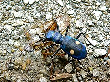 Central American Montane Tiger Beetle (Pseudoxycheila tarsalis) (7087642349).jpg