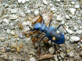 <i>Pseudoxycheila</i> Genus of beetles