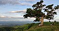 Century Tree in Baao, Camarines Sur.jpg