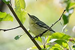 Thumbnail for File:Cerulean warbler - Brooklyn, NY.jpg