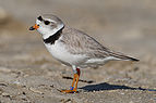 15 - Charadrius melodus (Piping Plover) created and uploaded by Mdf - nominated by MichaelMaggs