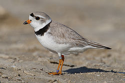 Charadrius-melodus-004.jpg