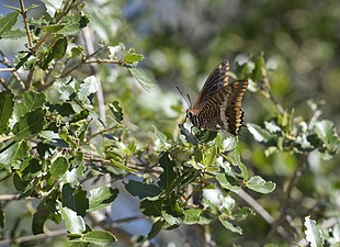 Charaxes jasius (Jason)