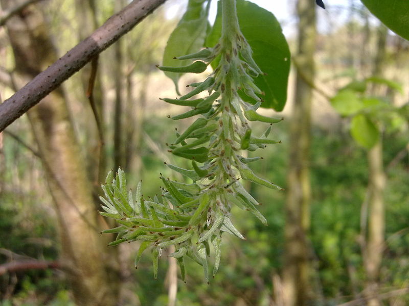 File:Chaton d'un arbre non-identifié à Grez-Doiceau 001.jpg