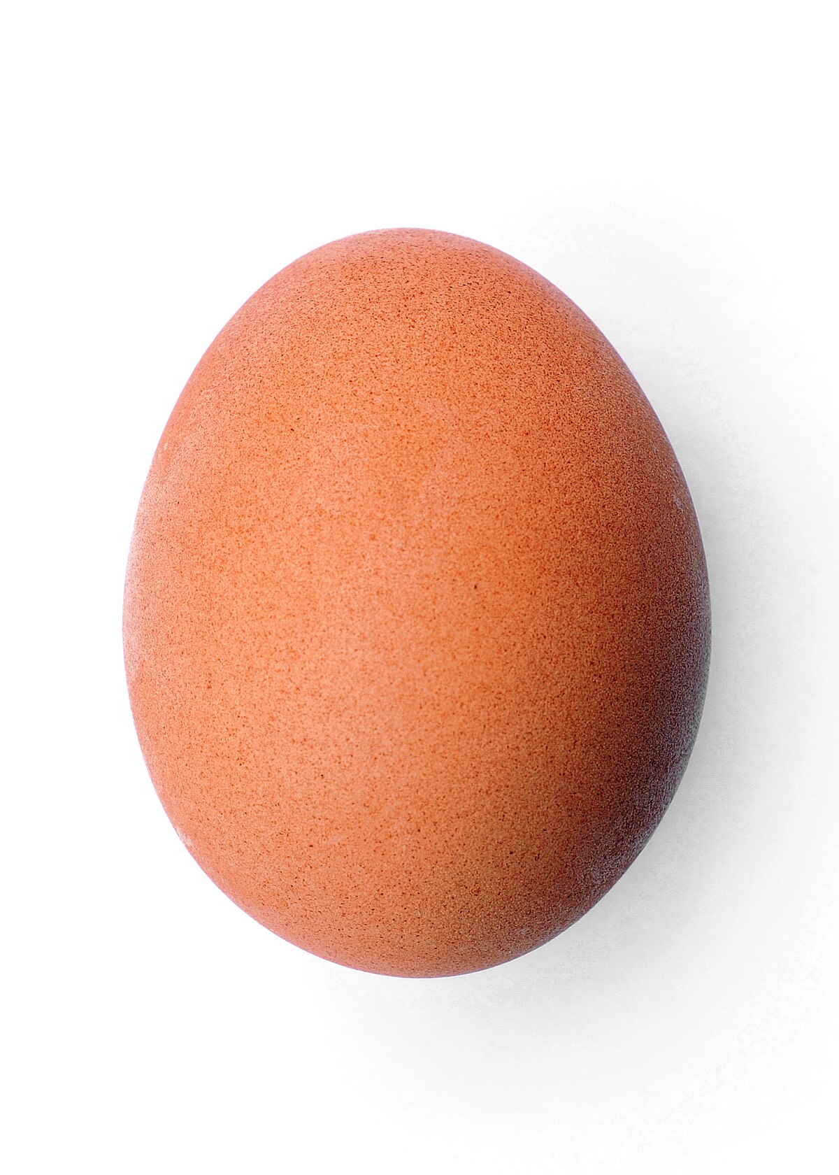 FileChicken egg 20090604.jpg Wikimedia Commons