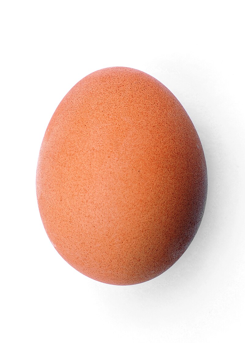 Chicken egg 2009-06-04.jpg