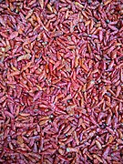 Chili peppers cultivated in Myanmar