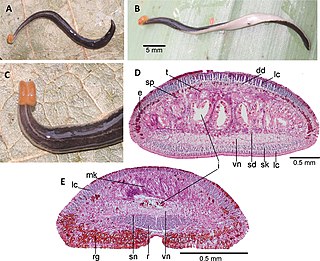 <i>Choeradoplana riutortae</i> Species of flatworm