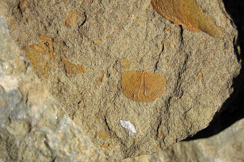 File:Chonetes sp. (fossil brachiopod) & fossil fish bone (Vinton Member, Logan Formation, Lower Mississippian; Route 16 roadcut northeast of Frazeysburg, Ohio, USA) 2 (25772617837).jpg