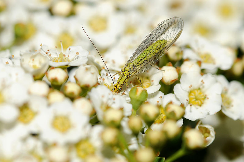 File:Chrysopidae sp.jpg