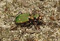 Feld-Sandlaufkäfer (Cicindela campestris)