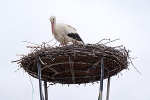 Ciconia ciconia nest, Rust, Burgenland, Austria, 20220425 1333 5078.jpg