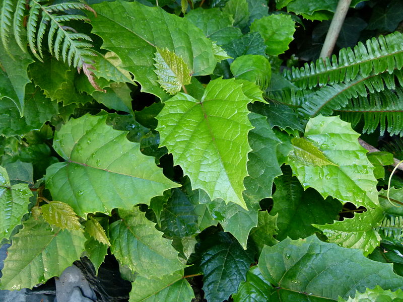 File:Cissus antartica.jpg