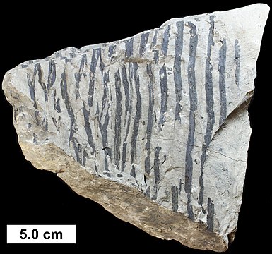 Bark (possibly from a cladoxylopsid) from the Middle Devonian of Wisconsin