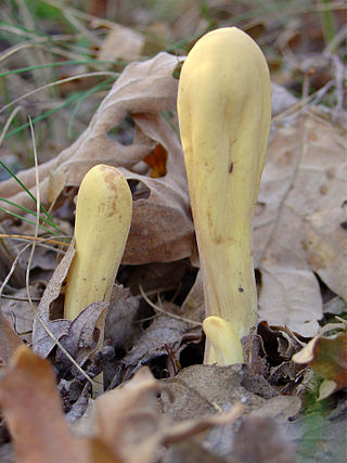 <i>Clavariadelphus</i> Genus of fungi