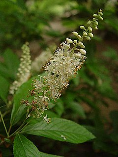 <i>Clethra acuminata</i> Species of flowering plant