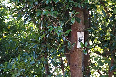Sakaki (Cleyera japonica)