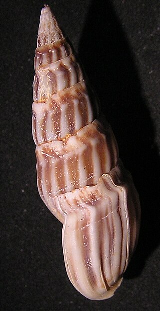 <i>Clionella sinuata</i> Species of gastropod