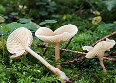 Clitocybe-fragrans-duft-trichterling.jpg