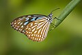 * Nomination Close wing Basking of Ideopsis similis (Linnaeus, 1758) - Blue Glassy Tiger WLB --Anitava Roy 17:59, 1 October 2023 (UTC) * Promotion Good quality. --Poco a poco 19:49, 1 October 2023 (UTC)