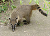 Coati roux Amiens 4.jpg