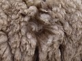 Deutsch: Wolle eines Coburger Fuchsschafes English: Wool of a Coburger Fuchsschaf