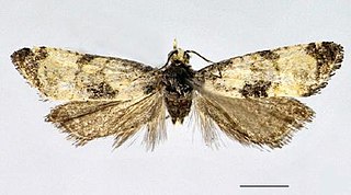 <i>Cochylis dubitana</i> Species of moth