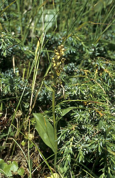 File:Coeloglossum viride 01.jpg