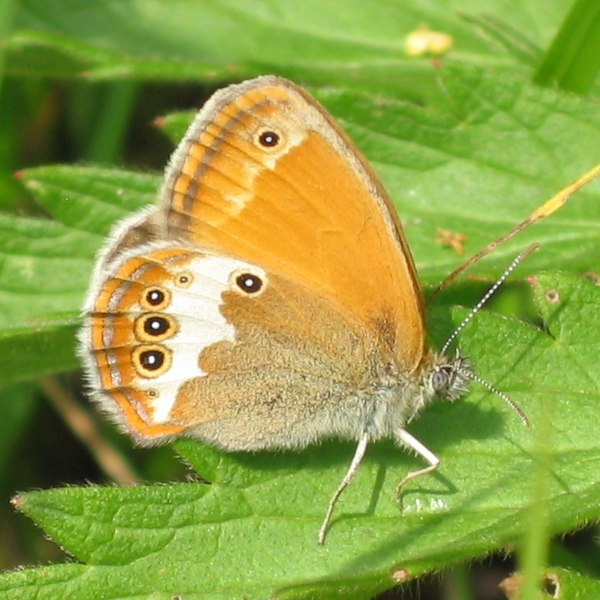 File:Coenonympha arcania (HS).jpg