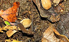 Coleodactylus meridionalis.jpg