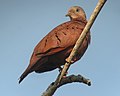 Columbina talpacoti Tortolita rojiza Ruddy Ground-Dove (13493593034).jpg