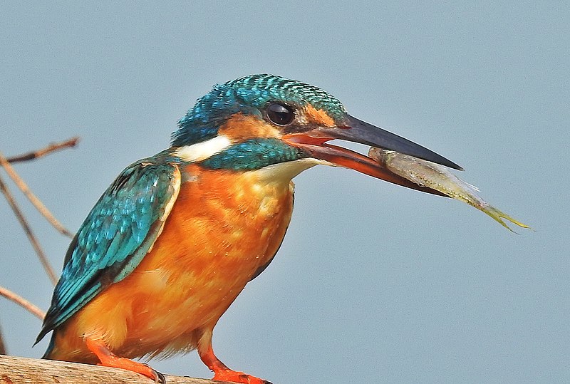 File:Common Kingfisher (Alcedo atthis)ചെറിയ മീൻകൊത്തി.jpg