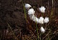 Common cottongrass in a cliff crevice.jpg