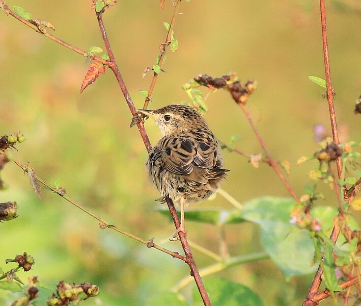 File:Common grasshopper warbler (Locustella naevia) 16.jpg