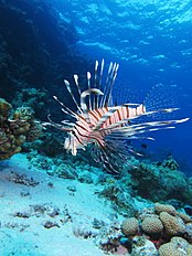 Invasive species of lion-fish threatens coral reefs Common lionfish at Shaab El Erg reef.JPG