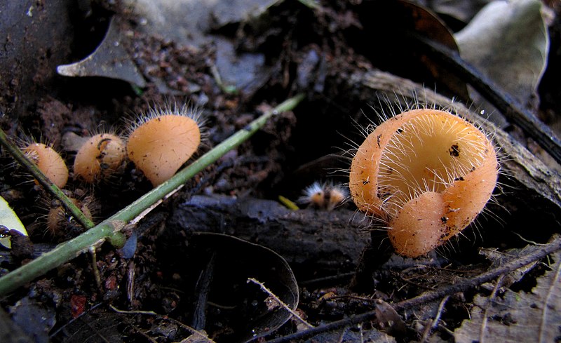 File:Cookeina tricholoma(1).jpg