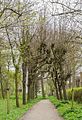 * Nomination Cornjum, Martenastate, (garden) Lane with lindes. --Famberhorst 17:07, 18 May 2017 (UTC) * Promotion Good quality --Llez 18:46, 18 May 2017 (UTC)