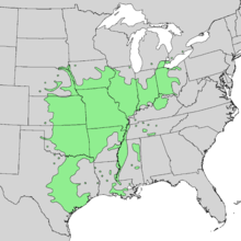 Cornus drummondii aralığı haritası 1.png