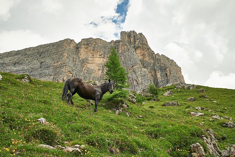 File:Cortina (50162724287).jpg