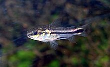 Corydoras pigmeus5333.jpg